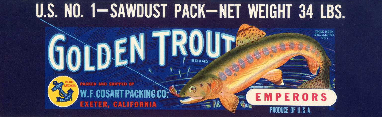 Golden Trout Golden Trout
